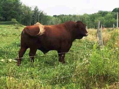 Artificial Insemination Sires and Online Dating Image